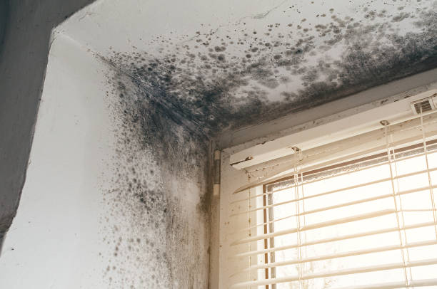 Affordable Mold Remediation solutions in Shawneeland, VA